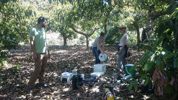 Riego deficitario en aguacate